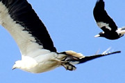 White-bellied Sea-Eagle (Haliaeetus leucogaster)
